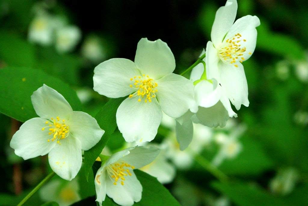 Bush With White Flowers That Smell Good Lilac, Common Purple